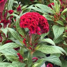 Image result for Celosia