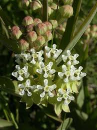 Asclepias Mellodora Plantas Plantillas Decorativas Nativos