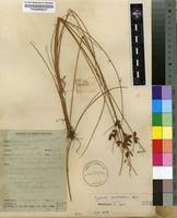 Image result for Cyperus pustulatus