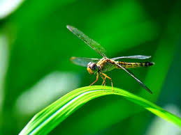 Image result for DRAGON FLIES