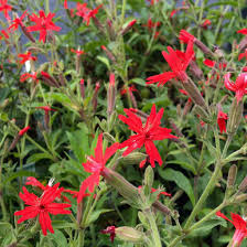 Image result for Silene