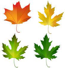Fall Maple Leaves Set Png Decorative Clipart Image Clipart