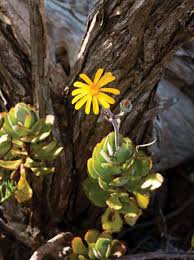 Image result for Chironia laxiflora