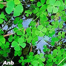 Image result for Marsileaceae