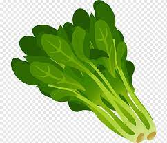 Termasuk salah satu jenis sayur mayur yang mudah kita temukan sehari hari dan dapat diolah berbagai macam masakan. Ilustrasi Sayuran Hijau Sayur Daun Bayam Bayam S Makanan Daun Batang Tanaman Png Pngwing