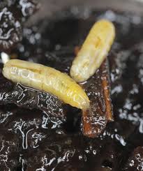 Image result for Rhagoletis completa