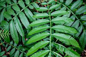 Daun kenikir memiliki banyak manfaat dan khasiat untuk kesehatan, terutama untuk wanita yang sering mengalami pembengkakan pada payudara. Daun Sungkai Tanaman Asli Indonesia Jadi Penangkal Virus Corona