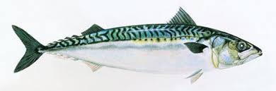 R�sultat de recherche d'images pour "gif maquereau"