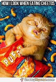 If you love eating corn, you may feed your cat occasional corn treat. Amusing Cat Eating Cheetos In The Bed Cats Funny Animals Funny Cats