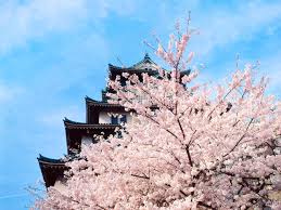 It is a popular spot during festival seasons, and especially during the cherry blossom bloom (hanami), when the sprawling castle grounds are covered with food vendors and. History And Cherry Trees At Osaka Castle Park Nippon Com