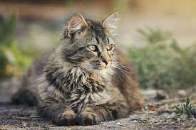 Unique Cat Names Uncommon Cat Names For Your Quirky Feline In 2021