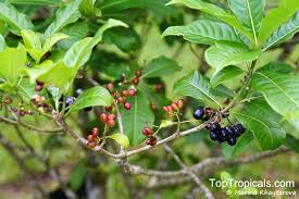 Image result for Rauvolfia mannii