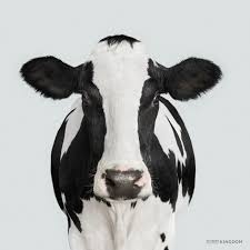 Black And White Cow Name Dairy Cow No 1 Holstein Friesian Cow Found Throughout The World Originally Bred In The Netherlands And Germany These Cow Photography Dairy Cows Cow Pictures