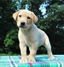 The most common silver lab puppies material is metal. Silver Lab Puppies For Sale Essex