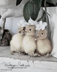صور بط معلومات وصور جميلة جدا عن البط Animals Cute Baby Animals Baby Animals