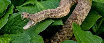 We did not find results for: How To Survive A Snakebite Pet Edition