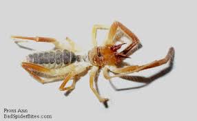 There are many camel spider myths on the internet. Camel Spider Bite