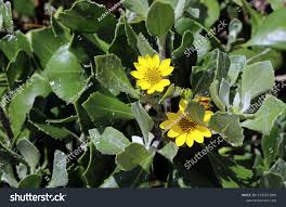Image result for Chrysanthemoides