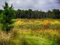 Fall Festival at Leopold's Preserve