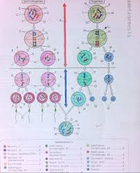 It also includes a section that compares mitosis to meiosis. 7 3 Coloring Sheet Gametogenesis Hc Olympians
