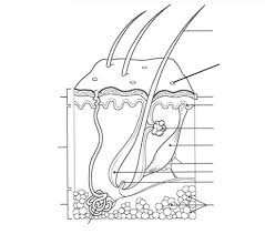 The hair follicle, which exists below the skin, and the hair shaft, which is the hair that we see. Hair Follicle Labeling Diagram Quizlet
