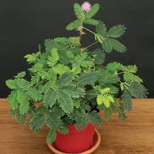 Sensitive Plant Mimosa Pudica Sensitive Plant Plants Unusual Plants