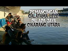 Galatama Lele Pemancingan Palapa Jaya Cikarang Utara Youtube