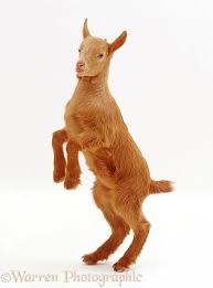 Ginger Goat Standing On Hind Legs Photo Cute Goats Animal Drawings Animal Figures