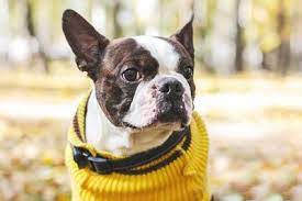 How Long Is A Boston Terrier S Life Expectancy