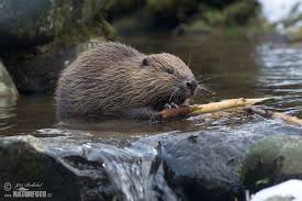 Dier Naam Bever Betekenis De Symbool Van Een Bever Staat Voor Hard Constructief Werken Doorzettings Beaver Animal Wild Animals Photography Beaver Pictures