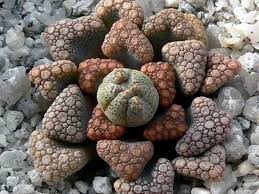Image result for Xerophyta schlechteri