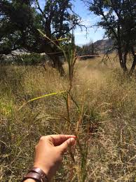 Image result for Heteropogon melanocarpus