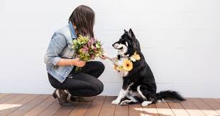 It's important to offer support to friends and loved ones grieving the loss of a beloved pet. Best Plants And Bouqs For A Pet Friendly Home Bouqs Blog