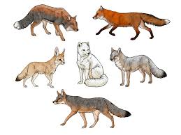 I really hope this is helpful in some way. Sketchbook Original How To Draw Foxes Monika Zagrobelna