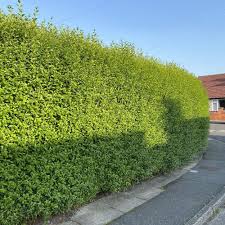 Get the best deal for hedging evergreen shrubs, bushes&hedges from the largest online selection at ebay.com. Privet Hedge Plants Ligustrum Ovalifolium Best4hedging