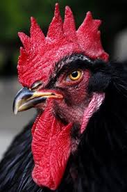 Pin On Ugly Ass Animals