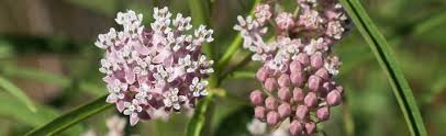 Image result for Asclepias palustris