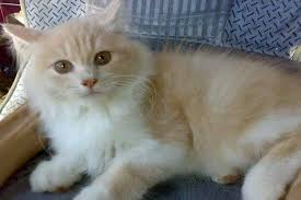 Bunga mawar itu disiram rani agar subur. Ciri Ciri Kucing Persia Medium Asli Dan Cara Merawatnya Kucingklik Com