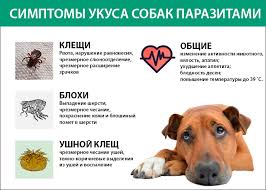klesh u sobaki raznovidnosti priznaki posledstviya ukusa lechenie v domashnih usloviyah