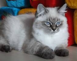 Michigan may not appear to offer much for pets, but it is a great travel destination for pet owners who like to pamper their dogs. Siberian Kittens For Adoption In Michigan Magnificent Siberian Neva Masquerade Boys For Sale Adoption Kitten Adoption Siberian Kittens Siberian Cats For Sale