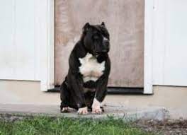 November 23, 2012 our xl pitbull female hope has been confirmed at least 6 puppies. Xl Xxl Pitbull Puppies For Sale Black American Pitbull Xl