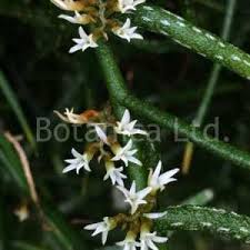 Image result for Erythrococca kirkii