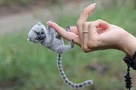 Grab this opportunity and benefit from our special offers. How Much Is The Finger Monkey Price By Mancy Chen Medium