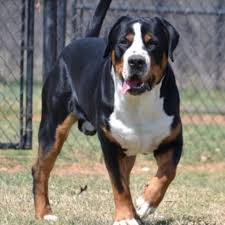Video taken with canon g9 and canon. Greater Swiss Mountain Dog Breeders And Dogs For Slae In Oklahoma Liberty Run Pet Resort