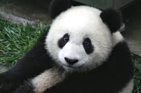 Panda Hd Wallpapers And Backgrounds 16 Http Www Urdunewtrend Com Hd Wallpapers Animal Panda Panda Hd Wallpapers An Giant Panda Bear Panda Bear Giant Panda