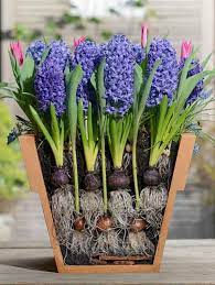 Lasagne Planting Method
