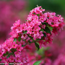 I find the majority of our insects start to come out of hiding in april and stop by in april you can plant both warm and cool season plants here in florida. Sonic Bloom Pink Reblooming Weigela Weigela Florida Proven Winners