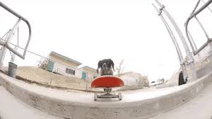 This chap wears the ultimate skateboard protection all the times. 10 Animals Who Love Skateboarding Animals Skateboarding On Beano Com