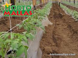 This week i built a trellis for my raised veggie garden. How To Make A Strong Tomato Trellis Hortomallas Supporting Your Crops