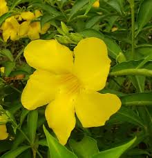 Image result for Allamanda